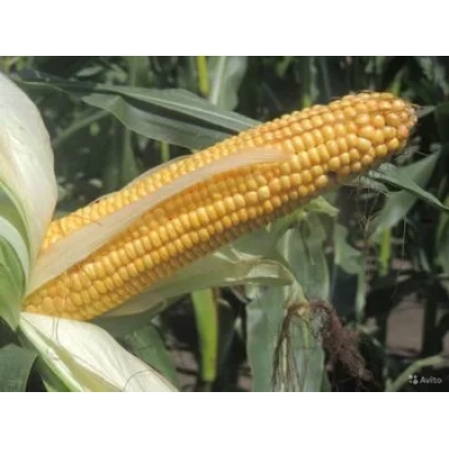 Свежий початок кукурузы ЛАДОЖСКИЙ 460 МВ на фоне листьев