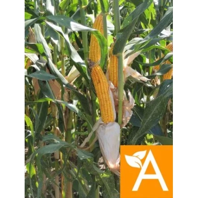 Кукуруза на стебле с логотипом A - ЛАДОЖСКИЙ 506 МВ