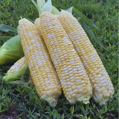 Три початки кукурудзи Ламасан на зеленій траві