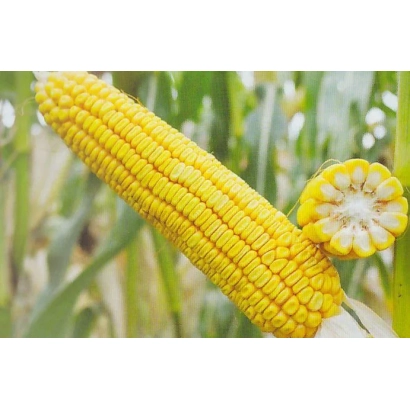 Yellow corn on stalk with kernel cross-section - LAN SV