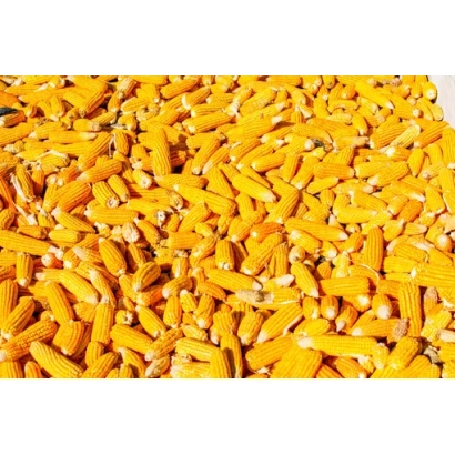 Ближній план жовтих колосів кукурудзи - ЛАР 1492 Х ЛАР 1490