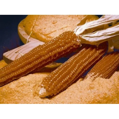 Колоски кукурузы сорта ЛАР 1492 Х ЛАР 1493 на фоне зерна