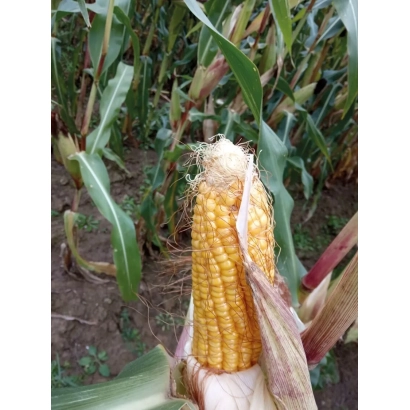 Fresh ear of corn LAZULIA in field setting