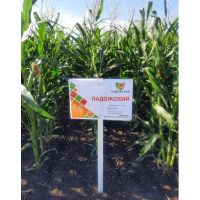 Знак с надписью ЛАДОЖСКИЙ на фоне кукурузного поля - ЛД 1780