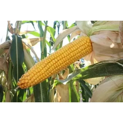 Желтая кукуруза на стебле в поле - ЛД 2003