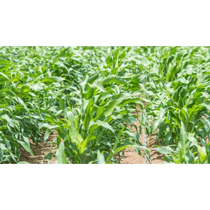 Поле кукурузы - Леброн