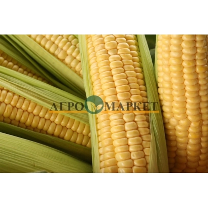 Свежая кукуруза в шелухе - Легенда