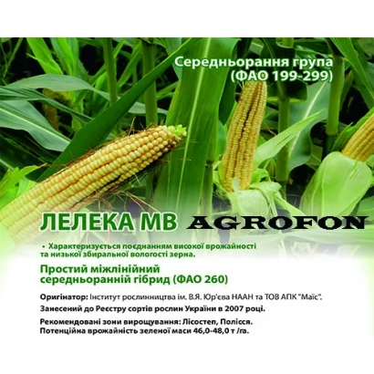 Mid-season corn hybrid Lelika MV by Agrofon - LEXOR