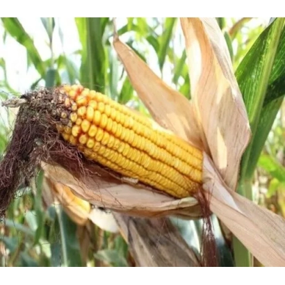 Созревшая початок кукурузы сорта ЛЕН 1811 Х ЛЕН 1814 на фоне листьев