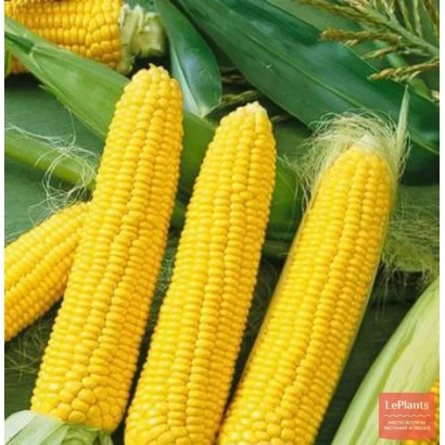 Yellow corn cobs of variety LEN 1811 X LIN 2246 against leaf background