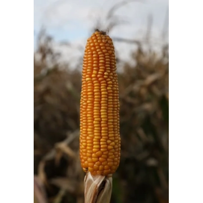 Созревшая початок кукурузы на фоне поля - Леонидив 276 СВ