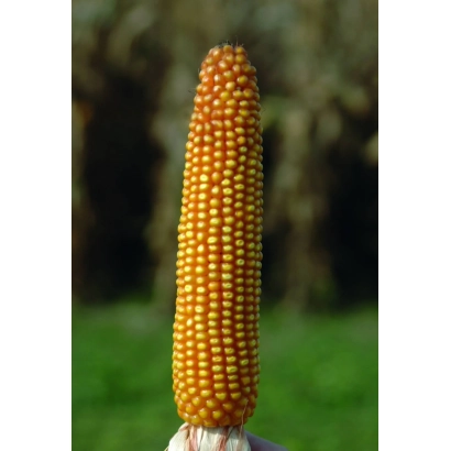 Кукуруза сорта Леонидо на зеленом фоне