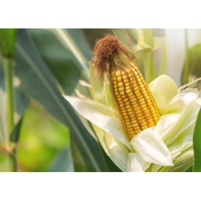 Созревающий початок кукурузы сорта ЛФХ 1940 на растении