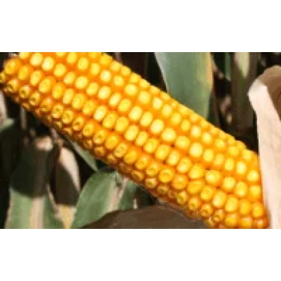 Созревшая початок кукурузы сорта ЛГ 2222 на фоне листьев