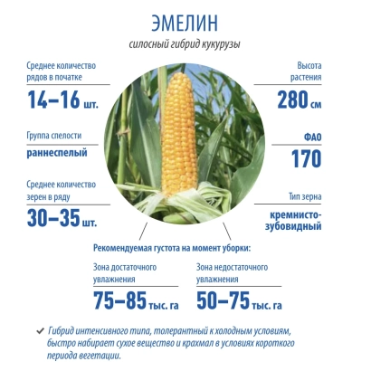 Кукуруза ЭМЕЛИН с характеристиками роста и урожайности - ЛГ 25.10