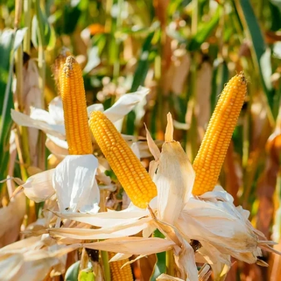 Зрелые початки кукурузы сорта ЛГ 30179 на фоне поля