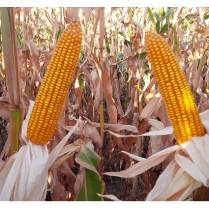 Два початки кукурудзи на тлі поля - ЛГ 30273