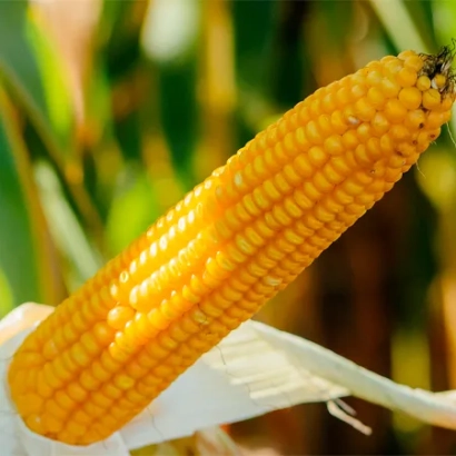 Свежий початок кукурузы на фоне листьев - ЛГ 31225