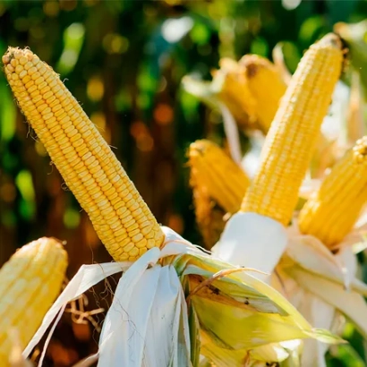Fresh corn on the cob, yellow kernels, green leaves in background - LG 31233