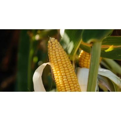 Ripe corn on stalk - LG 31235