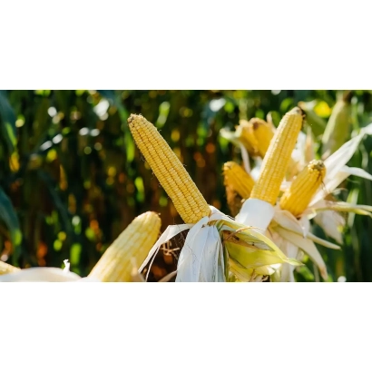 Свежая кукуруза на фоне зелёных листьев - ЛГ 31255