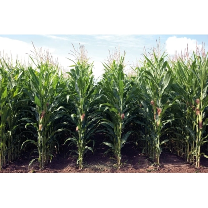 Кукуруза в поле, сорт ЛГ 31263