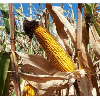 Mature corn on stalk against field background - LG 31272