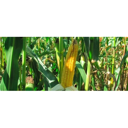 Созревшая початок кукурузы сорта ЛГ 3215 на фоне листьев