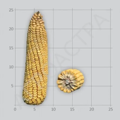 Кочан кукурузы и поперечный срез, без названия - ЛГ 3409