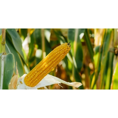 Желтая початок кукурузы на фоне зеленых листьев - ЛГ 3490