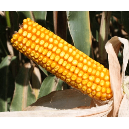 Свіжий початок кукурудзи на фоні листя - ЛГ30254