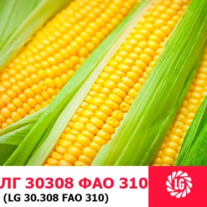 Кукурудза ЛГ30308 ФАО 310