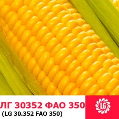 Кукурудза ЛГ 30352 ФАО 350 - ЛГ30352