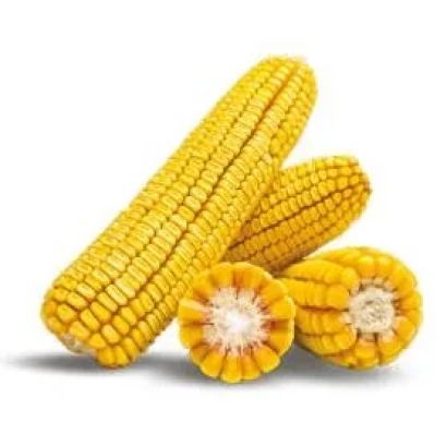 Жовті початки кукурудзи на білому фоні - ЛГ30360