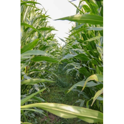 Поле кукурудзи сорту ЛГ31215