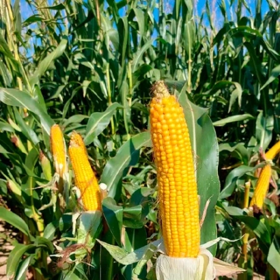 Золотий початок кукурудзи ЛГ31224 на тлі зелених листя у полі