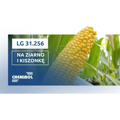 Кукурудза LG 31.256 на зерно і силос - ЛГ31256