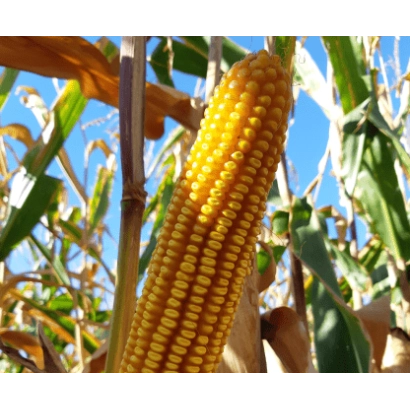 Созревшая кукуруза сорта ЛГ31330 на фоне поля