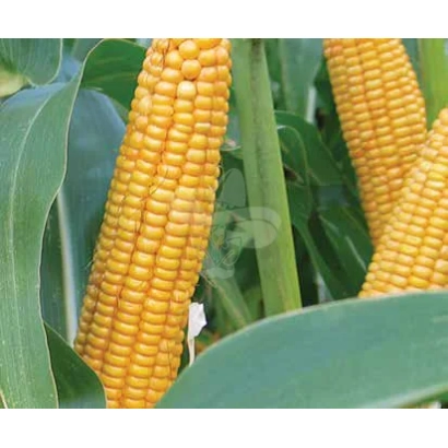 Золотистые початки кукурузы на фоне зелёных листьев - ЛГ31377