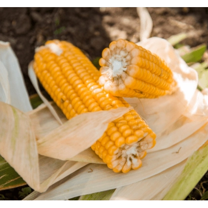 Кукуруза на почве - ЛГ31388