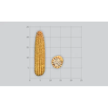 Кукуруза сорта ЛГ31390 на сетке
