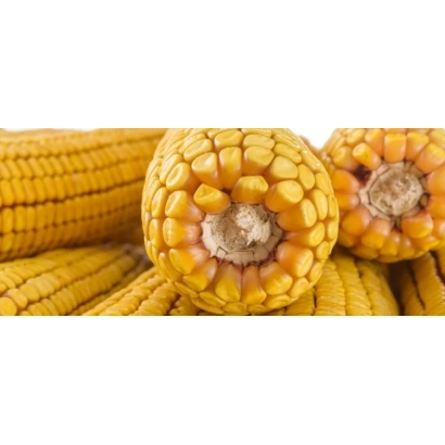 Свежая кукуруза в початках - ЛГ3216