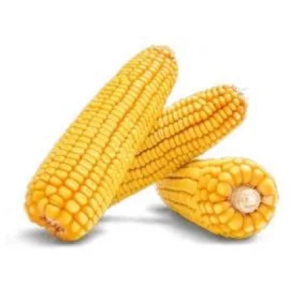 Три початка желтой кукурузы на белом фоне - ЛГ3255