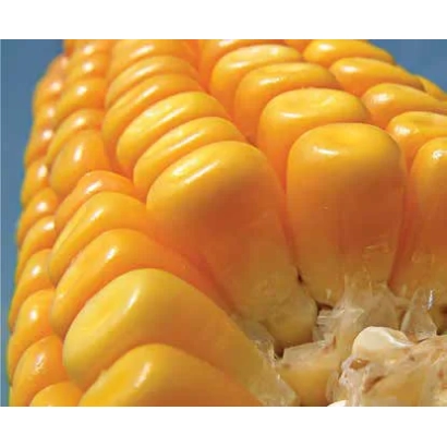 Свежий початок кукурузы сорта ЛГ3350