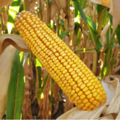 Желтая кукуруза на стебле в поле - ЛГХ 2060