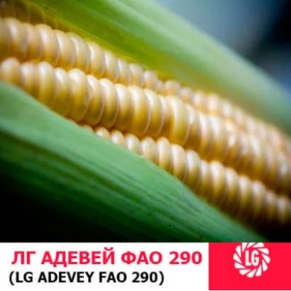 Кукуруза ЛГ АДЕВЕЙ ФАО 290 - ЛГХ 2069