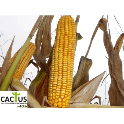 Mature corn on stalk with CACUS logo - LGR 2038 X LSH 369