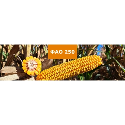 Желтая кукуруза с надписью FAQ 250 на оранжевом фоне - ЛИД2020Ц