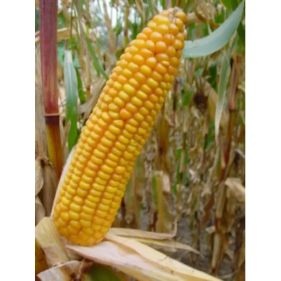 Свежий початок кукурузы Лидано на стебле в поле