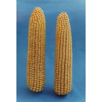 Two corn cobs on a blue background - LEADER 240 SV